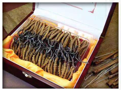 张沟镇冬虫夏草回收